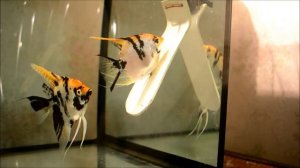 Разведение скалярий часть 3