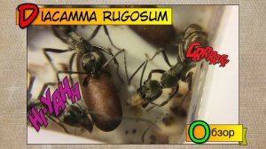 Diacamma rugosum // Диакамма // Обзор