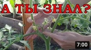 Уход за ТОМАТАМИ. Первые ВАЖНЫЕ шаги???