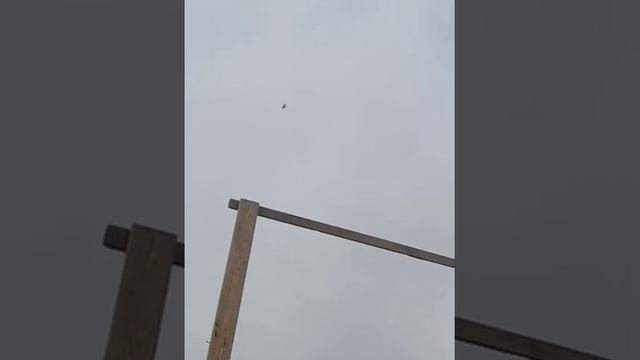 Касан,голубь молодой ,игра с винтом . смотреть онлайн