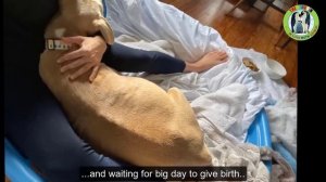 Her Belly Is So Big! This Pregnant and Emaciated Mother Dog Just Beg To Save Her Puppies...