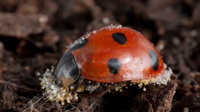 David Attenborough Encounters a Symbiotic Fungi! | Nature Bites смотреть онлайн