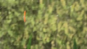 В СЕНТЯБРЕ - ОКТЯБРЕ КЛЮЁТ ВСЯ РЫБА НА ЭТО! СЕКРЕТ ОПЫТНОГО РЫБАКА!