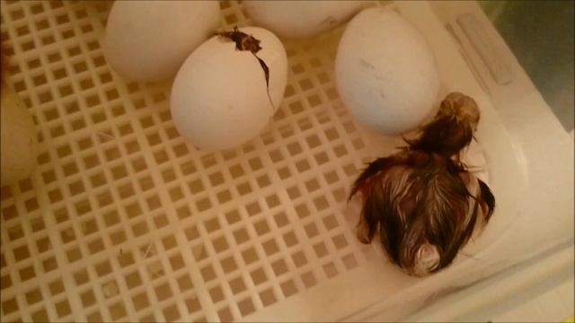 Выращивание цыплят в инкубаторе. Вылупление.