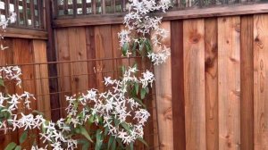 Clematis armandii in the Height of Bloom