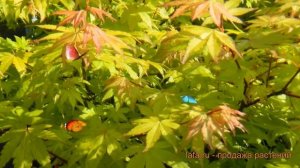 Клен обыкновенный (acer palmatum) ? обыкновенный клен обзор: как сажать, саженцы клена