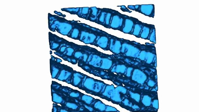 Reconstructed Globular Lipid Layers of Metallic Blue Fruits of Viburnum Tinus смотреть онлайн