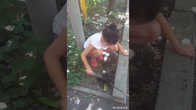 Как посадить косточку абрикоса смотреть онлайн