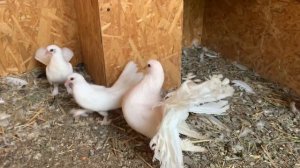 Северодонецк. Луганский клуб голубеводов. ЛУГАНСКИЕ СТАТНЫЕ.