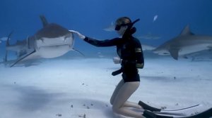 Тигровая Акула – Одна из Самых Опасных! Почему Акулы Нападают на Людей?