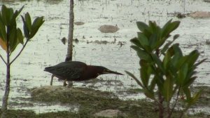 Green Heron. Американская зеленая кваква (1283sp)