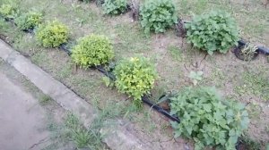 Хризантема, важные подкормки август - сентябрь!