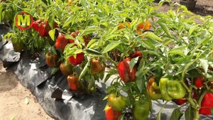 ? Как вырастить перец в открытом грунте? Уход за перцем.