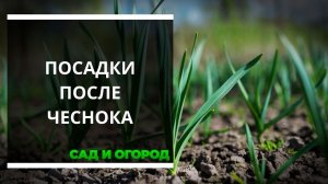 Что можно сажать после чеснока