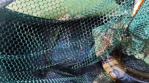 Озёра Воронежской области. 
Щука, ровно 2 кг.