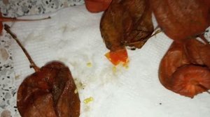 Декоративный физалис как размножить осенью.Декоративный физалис заготовка семян осенью