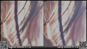 Sigma 50mm f/1.2 Art vs Sony 50mm f/1.2 GM lens review