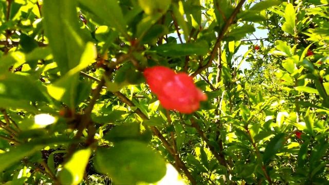 Как цветёт гранат. Вардане, Большой Сочи 2020. Цветение граната. Чилаут© Музыка для души. Релаксаци смотреть онлайн