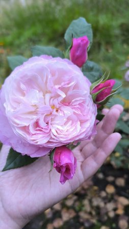 Дачные розы: флорибунда, чайно-гибридные / Rose 🌹 / 玫瑰花
