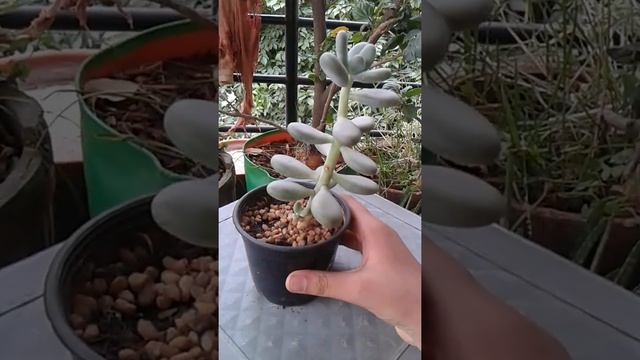 My Moonstone Plant (Pachyphytum Oviferum)