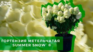 Гортензия метельчатая `Summer Snow`® `Саммер Сноу`