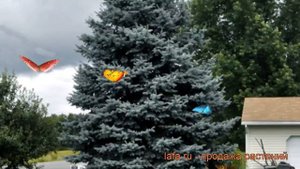 Ель колючая Глаука (picea glauca) ? колючая ель Глаука обзор: как сажать, саженцы ели Глаука