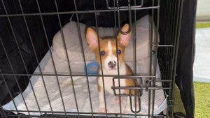 Ужасная Первая Ночь? | Басенджи Смарт |  Basenji. Terrible first night