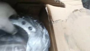 Газ. Опять Кардан!!!  Валдай, Тормоза порадовали.