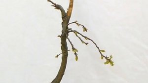 Kocsányos tölgy/ Quercus robur bonsai alakítás