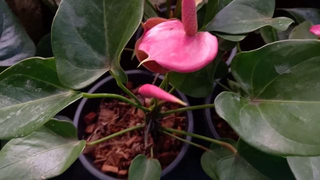 Pink Champion🌺🌺 смотреть онлайн