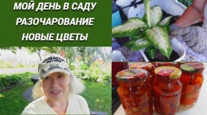 Мой день в саду/Помидоры разочаровали/Новые цветы/Томаты в собственном соку ленивым способом