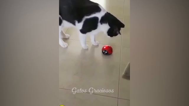 Los Videos De Perros Y Gatos Más Divertidos ?? Parte 517