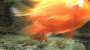 Красноточечный Северум с мальком