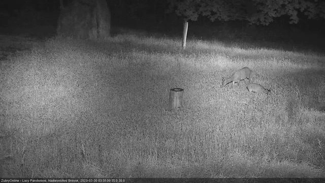 олениха и олененок смотреть онлайн