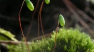 Зеленый мох кукушкин лен  местообитание кукушкина льна к уроку