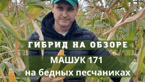 ГИБРИД НА ОБЗОРЕ - МАШУК 171 на бедных песчаниках
