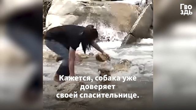 Перепуганная Собака Реагирует на Ласковые Прикосновения смотреть онлайн