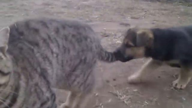 Псы против котов. Младшак обижает старшака :) смотреть онлайн