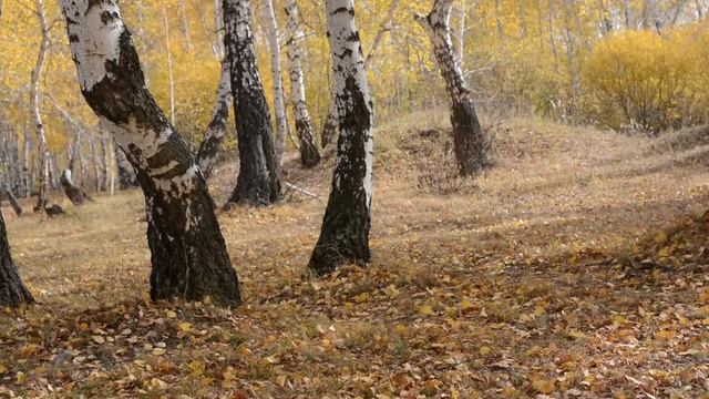 Государственный национальный природный парк Кокшетау смотреть онлайн