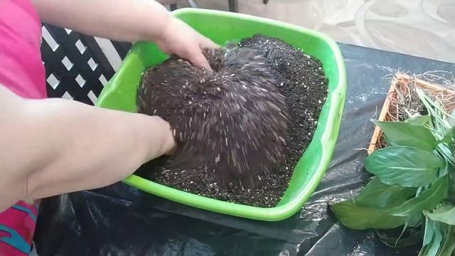 Спатифиллум или цветок Женское Счастье/Реанимирую/Омолаживаю/Пересаживаю