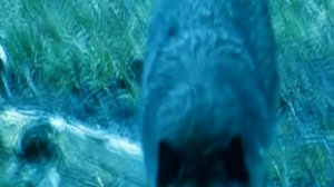 Месть человека и прощение волка: удивительная история дружбы и преданности