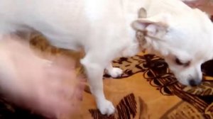 обучение Как научить чихуахуа командам сидеть лежать ко мне Изи😎