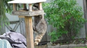 Весёлая жизнь енотов.