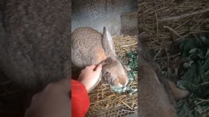 Кролики ризен /крольчата ризена 20 дней