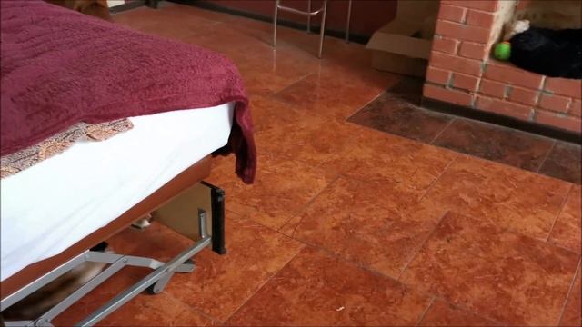 Лисы весело проводят время на каникулах смотреть онлайн