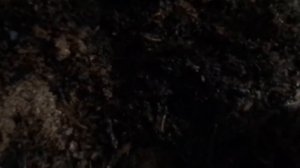 Простые наблюдения/Разведение червя дендробена