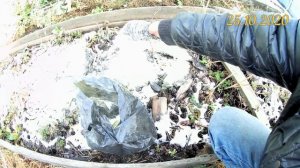 Подкисление голубики кормовой серой. Выращивание голубики садовой в Челябинске