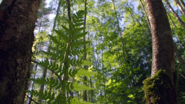 Copse Snail, Ctenophora pectinicornis, Common Toad, Birch Shield Bug. #OneDayObservations смотреть онлайн
