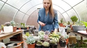 МОИ ЭХЕВЕРИИ: 20 ВИДОВ (СУККУЛЕНТЫ)/ MY ECHEVERIAS (SUCCULENTS)