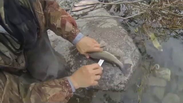 Разделка хариуса смотреть онлайн